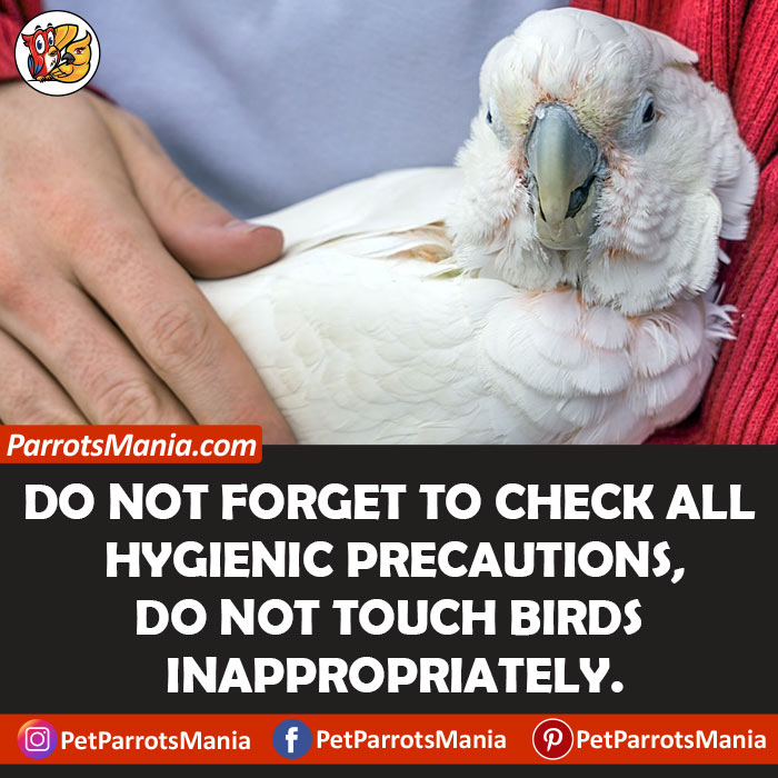 Things To Avoid For Taming Parrots