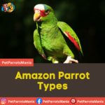 Amazon Parrot Types: A Guide to Amazon Parrot Breeds