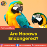 Are Macaws Endangered?