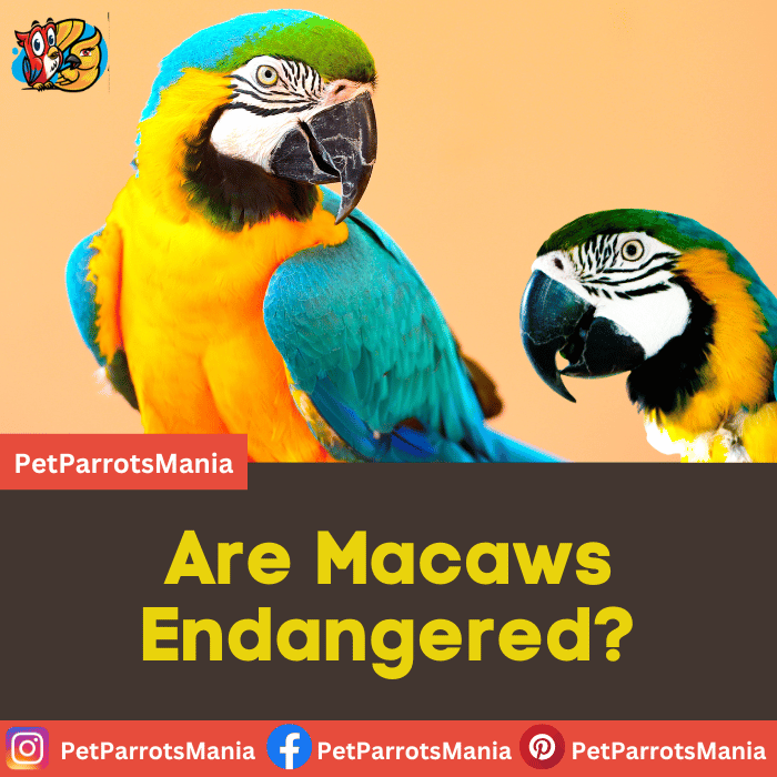 Are Macaws Endangered