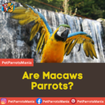 Are Macaws Parrots?
