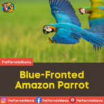 Blue-Fronted Amazon Parrot