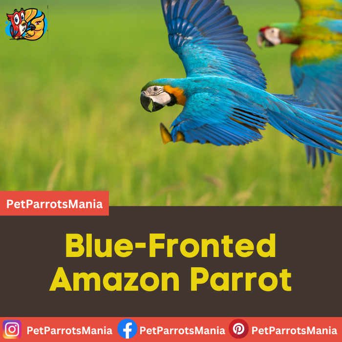 Blue-Fronted Amazon Parrot - Parrots Mania