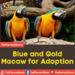 Blue and Gold Macaw for Adoption