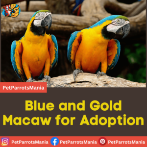 Blue and Gold Macaw for Adoption - Parrots Mania