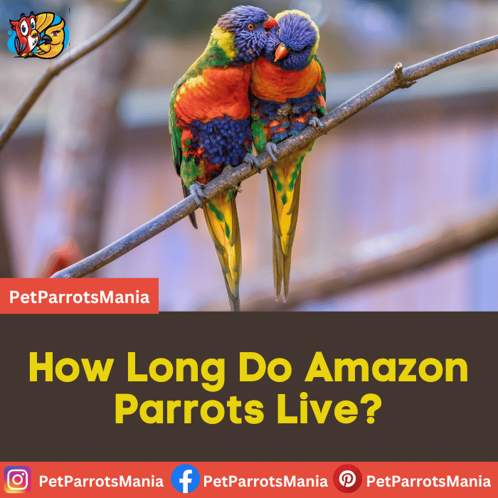 How Long Do Amazon Parrots Live