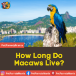 How Long Do Macaws Live?