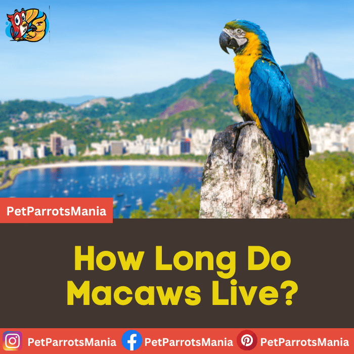 How Long Do Macaws Live