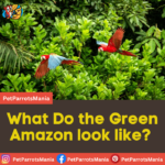 What Do the Green Amazon look like?