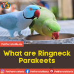 What are Ringneck Parakeets