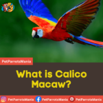 What is Calico Macaw?