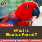 What is Electus Parrot?