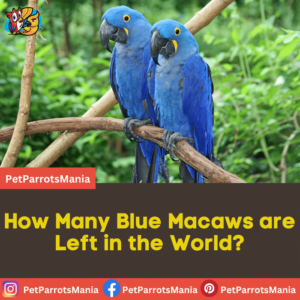 How Many Blue Macaws Are Left In The World? - Parrots Mania