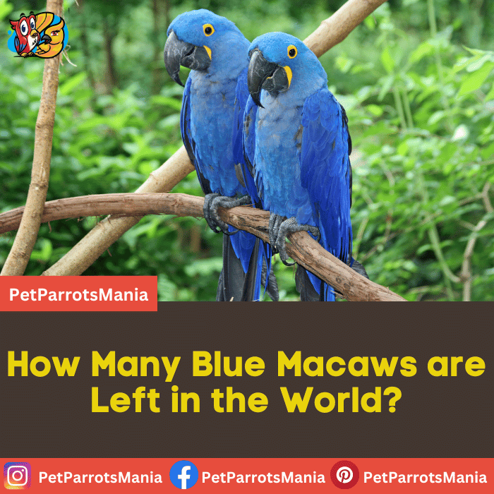 How Many Blue Macaws are Left in the World? Parrots Mania