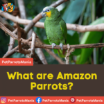 What are Amazon Parrots?