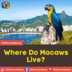 Where Do Macaws Live?