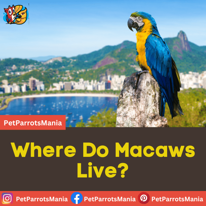 Where Do Macaws Live